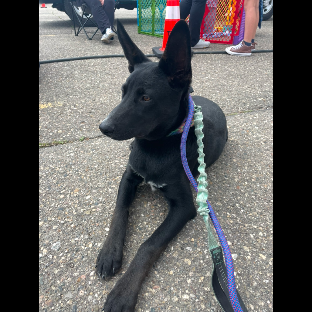 Piper