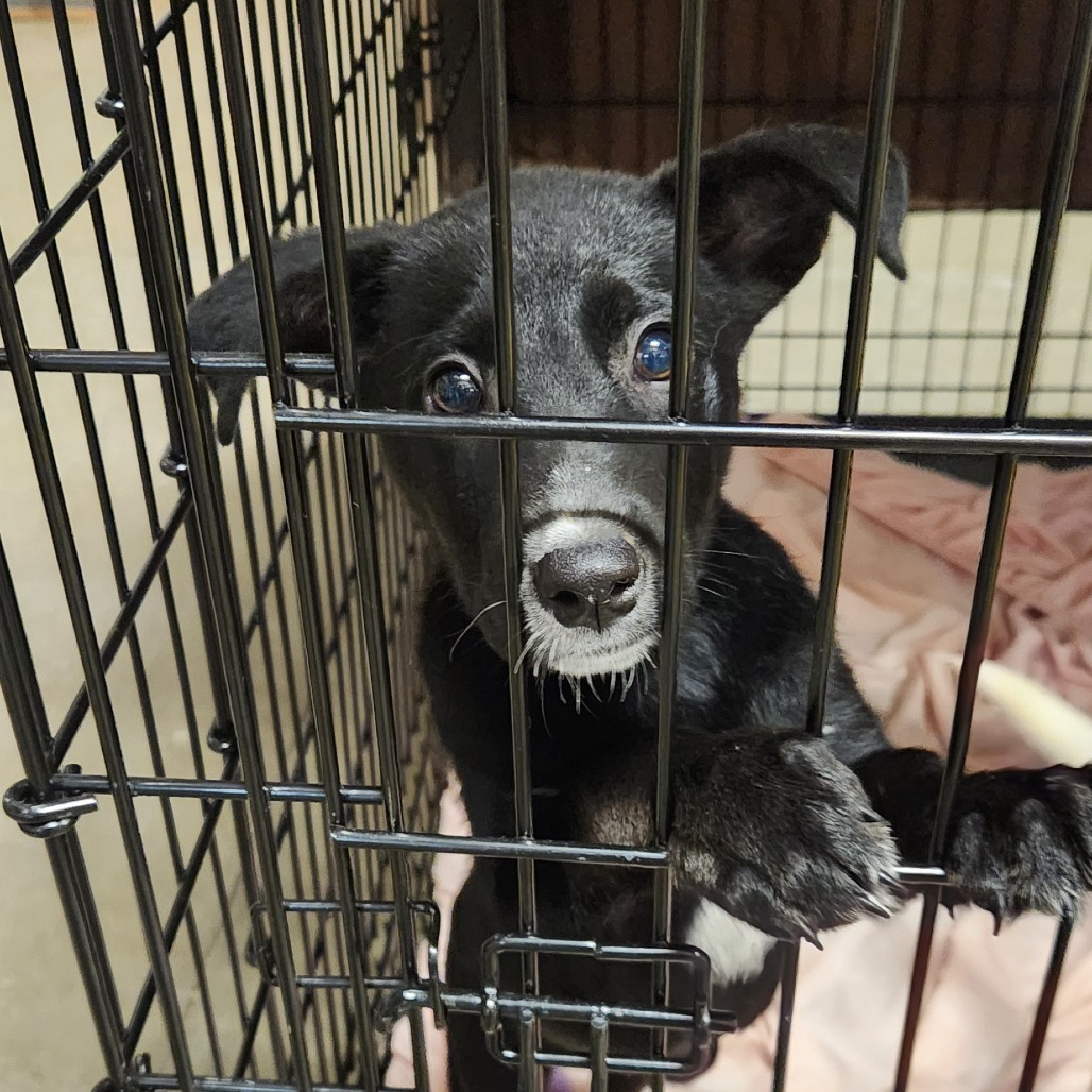 Piper, an adoptable Mixed Breed in Bismarck, ND, 58507 | Photo Image 2