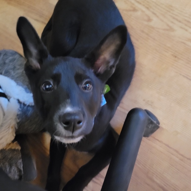 Piper, an adoptable Mixed Breed in Bismarck, ND, 58507 | Photo Image 3