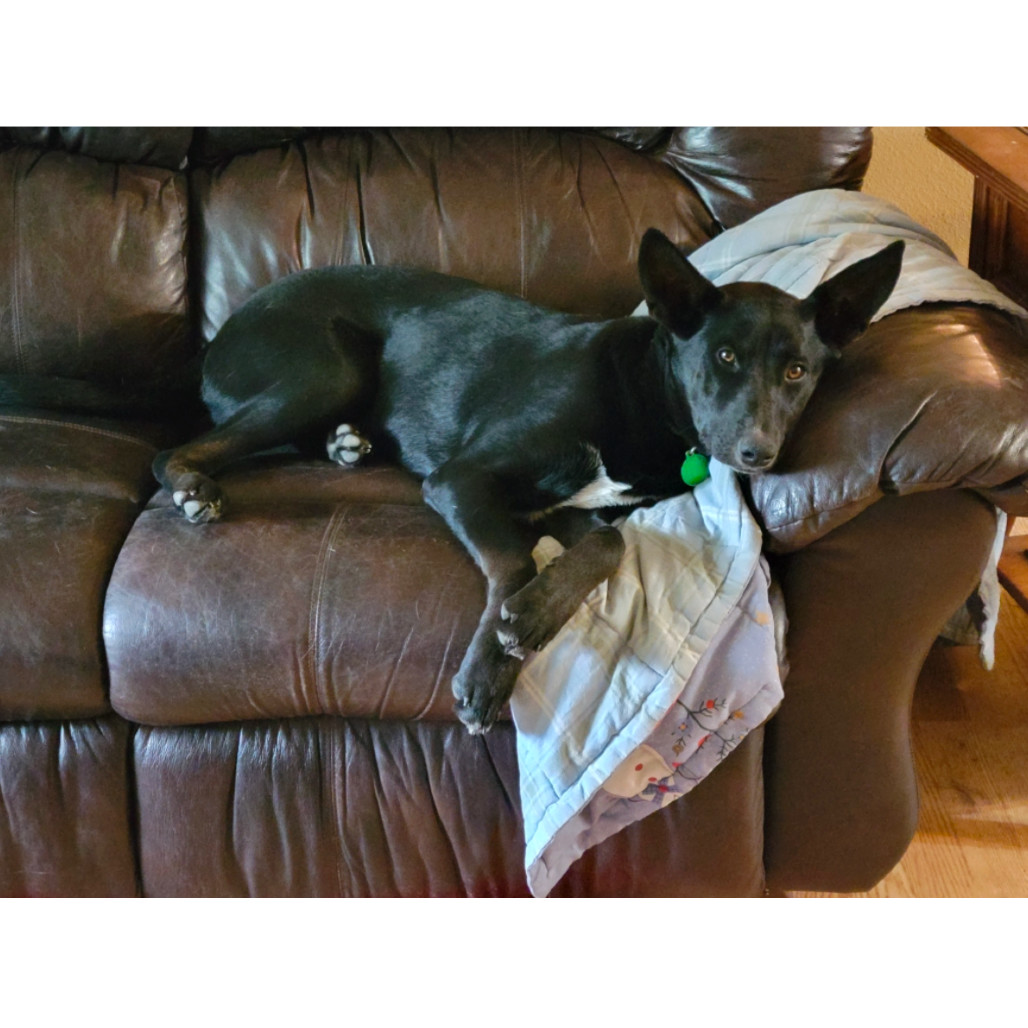Piper, an adoptable Mixed Breed in Bismarck, ND, 58507 | Photo Image 5