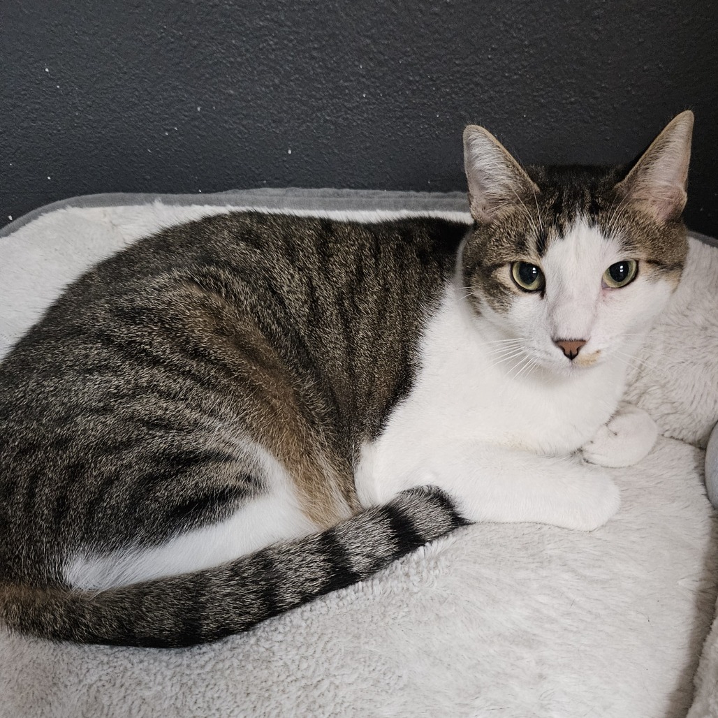 Bubbly, an adoptable Domestic Short Hair in Las Vegas, NV, 89146 | Photo Image 1
