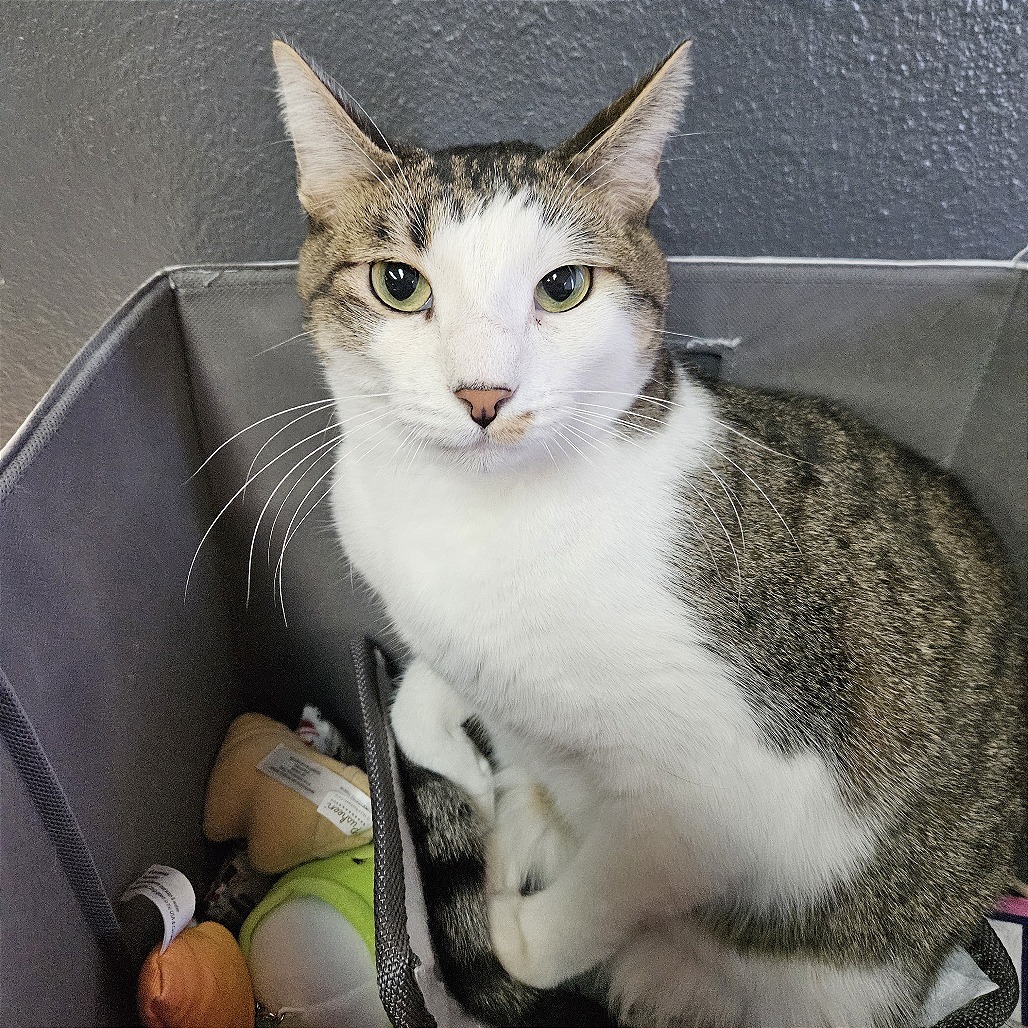 Bubbly, an adoptable Domestic Short Hair in Las Vegas, NV, 89146 | Photo Image 2
