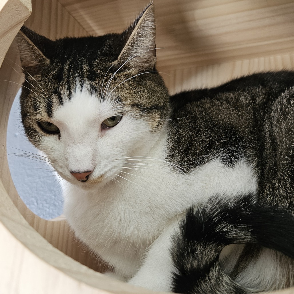 Bubbly, an adoptable Domestic Short Hair in Las Vegas, NV, 89146 | Photo Image 3