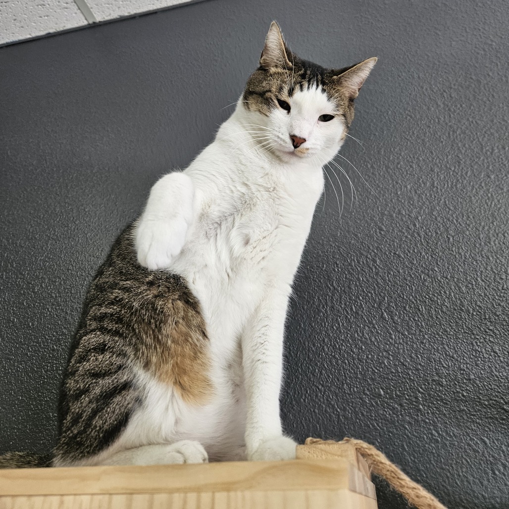 Bubbly, an adoptable Domestic Short Hair in Las Vegas, NV, 89146 | Photo Image 4