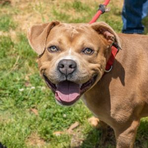 Yujiro is a brown and white medium-sized boy with very pretty eyes a wonderful smile and striking f