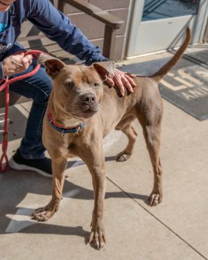 Cho is a light brown and white boy with a slight brindle pattern to his fur He is beautiful with