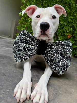 Donco - IN FOSTER Mixed Breed Dog