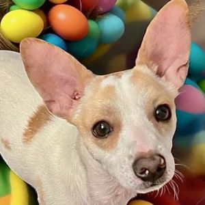 Hey there Im Dexter Dean a lively 2 year old Chihuahua mix bursting with energy and personality