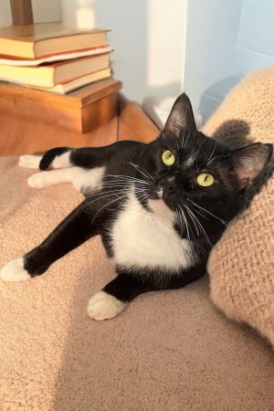 Memphis, Adult Male Domestic Short Hair