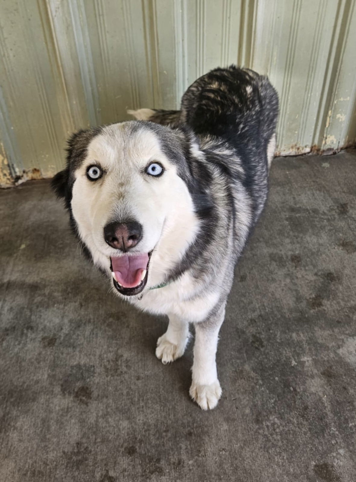 Quiche, an adoptable Husky in El Centro, CA, 92243 | Photo Image 1