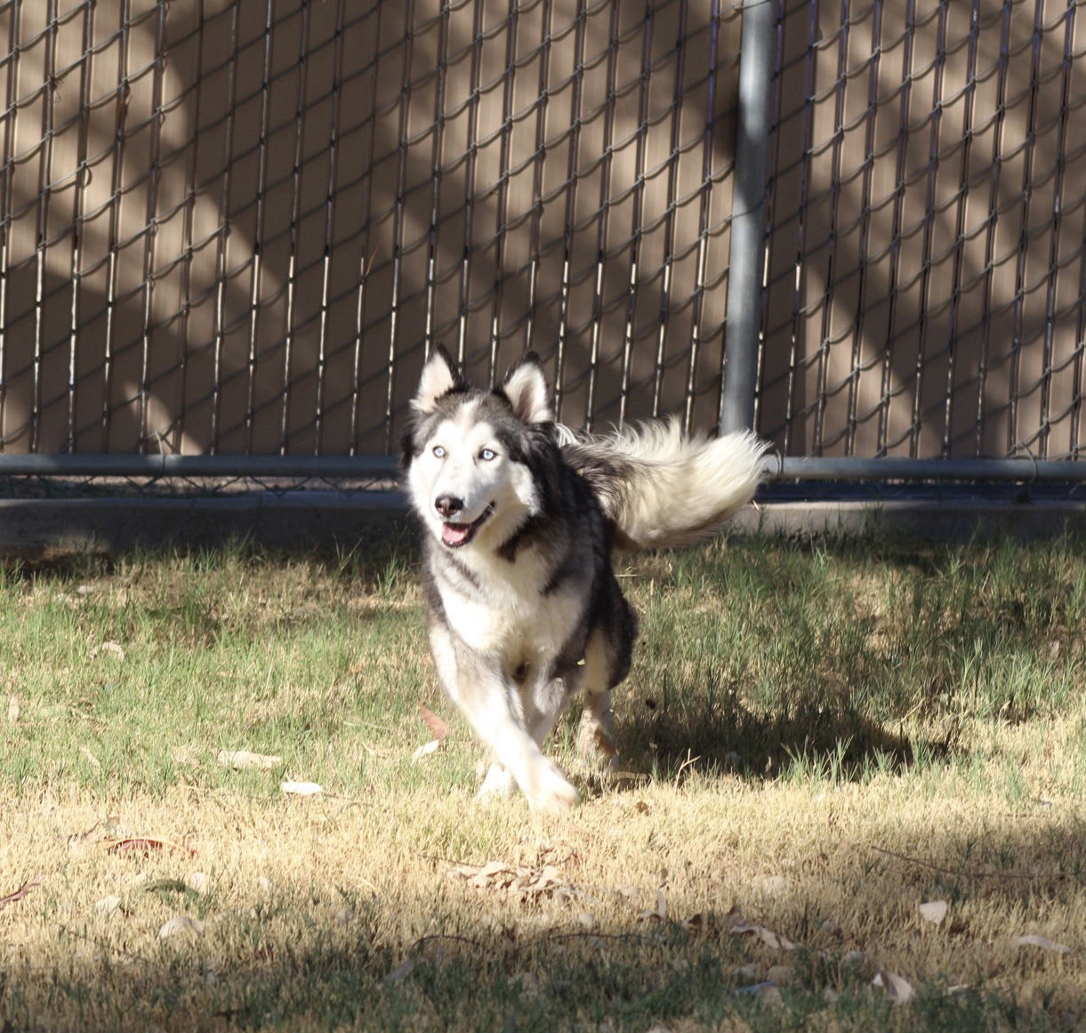 Quiche, an adoptable Husky in El Centro, CA, 92243 | Photo Image 1
