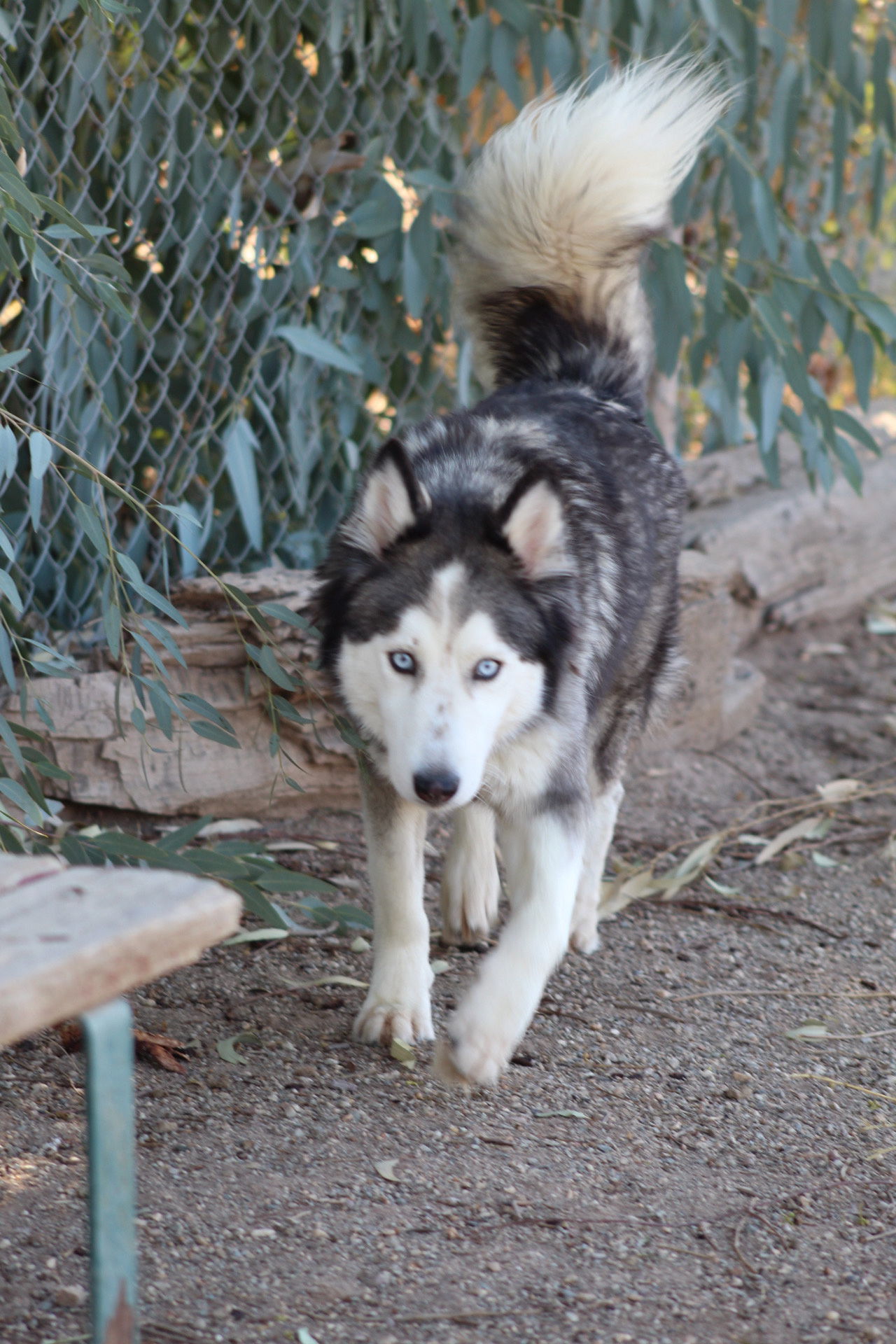 Quiche, an adoptable Husky in El Centro, CA, 92243 | Photo Image 2