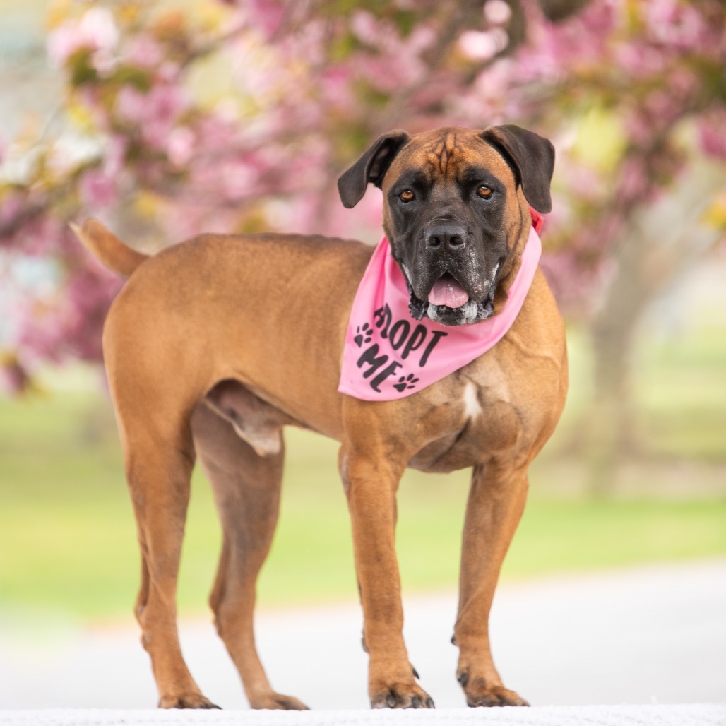 Ricky, an adoptable Boerboel in Hampton Bays, NY, 11946 | Photo Image 1