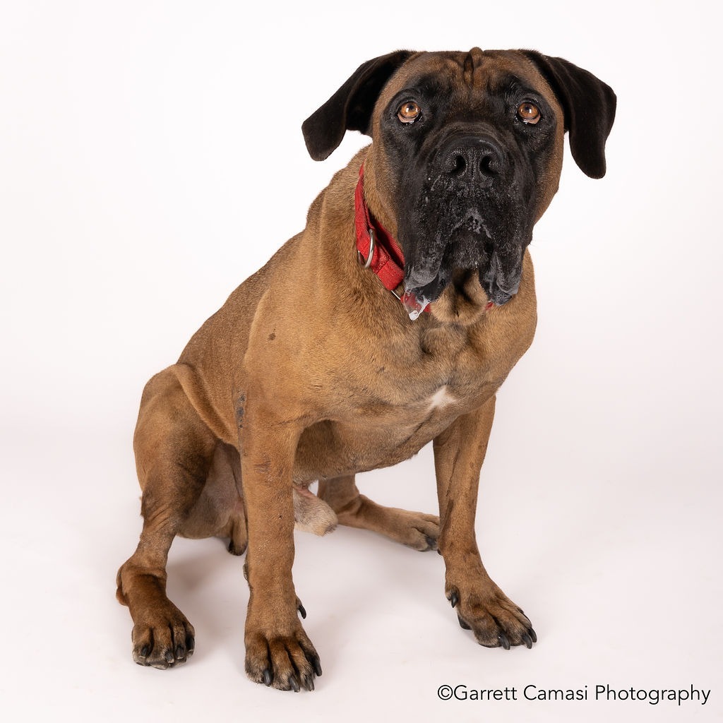 Ricky, an adoptable Boerboel in Hampton Bays, NY, 11946 | Photo Image 1