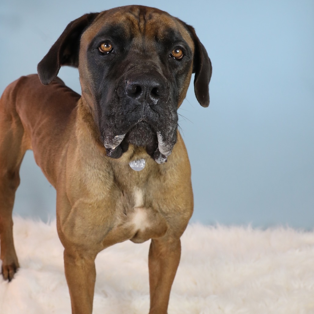 Ricky, an adoptable Boerboel in Hampton Bays, NY, 11946 | Photo Image 2