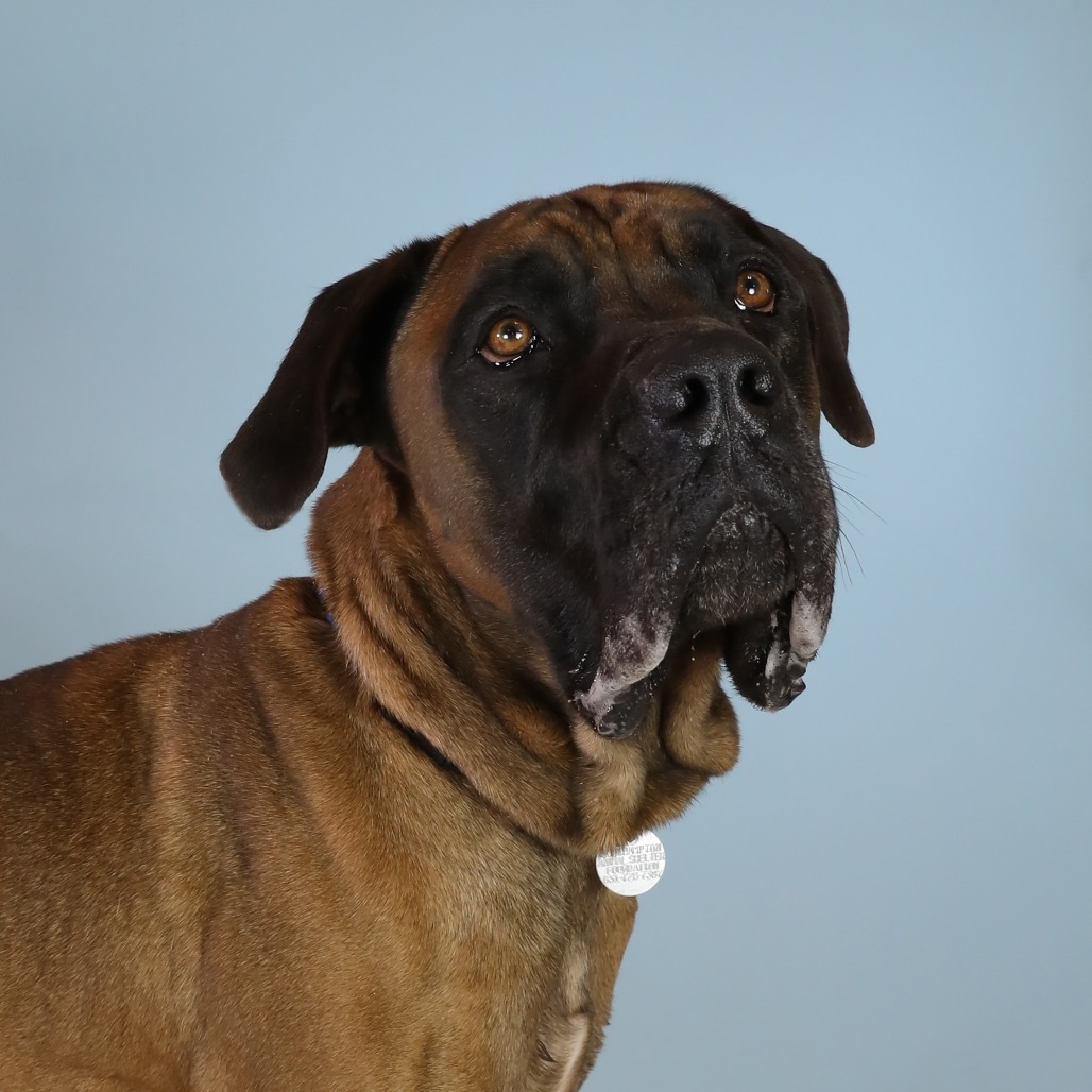Ricky, an adoptable Boerboel in Hampton Bays, NY, 11946 | Photo Image 3