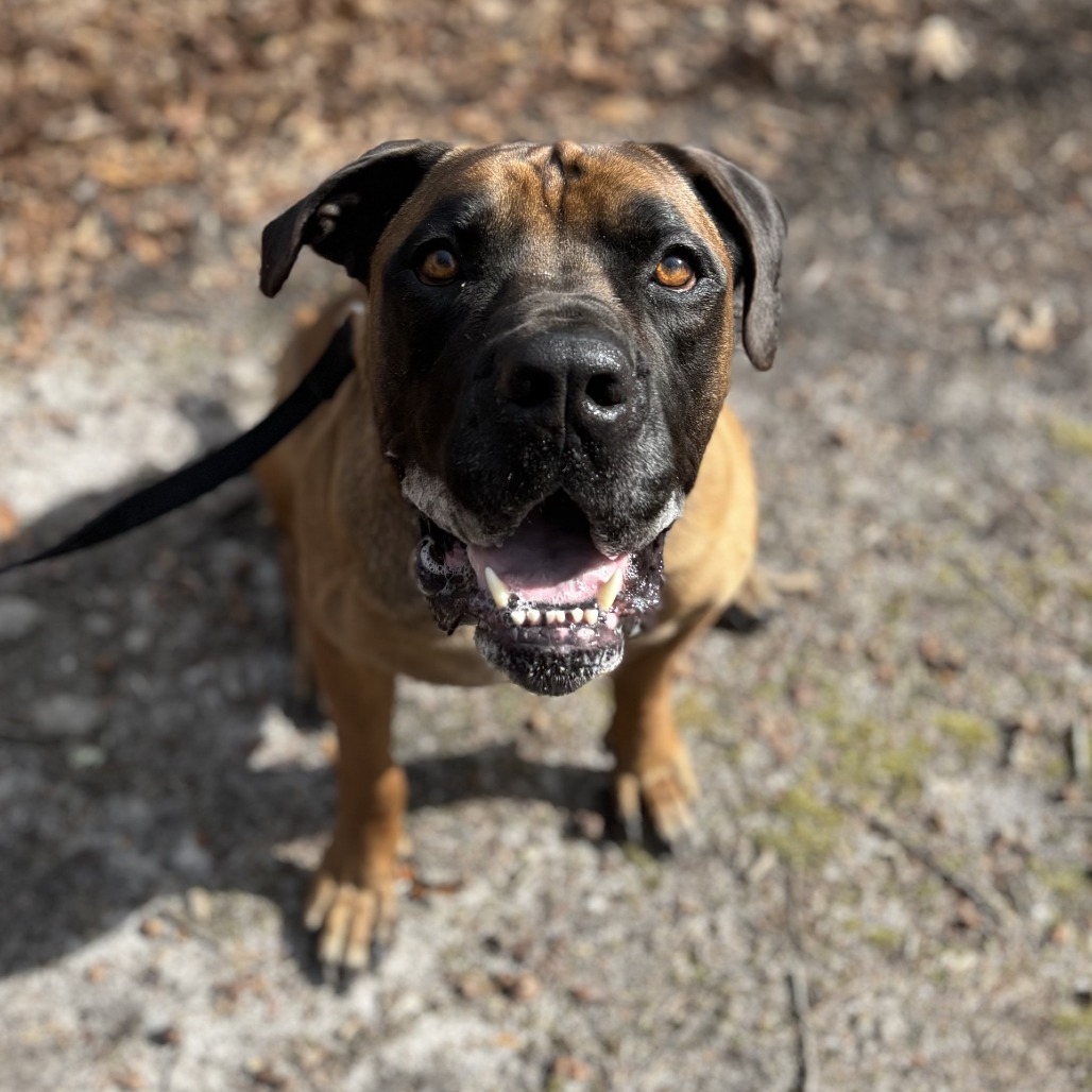 Ricky, an adoptable Boerboel in Hampton Bays, NY, 11946 | Photo Image 6