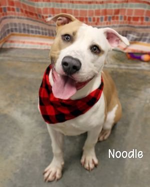 Noodle, Young Male Staffordshire Bull Terrier