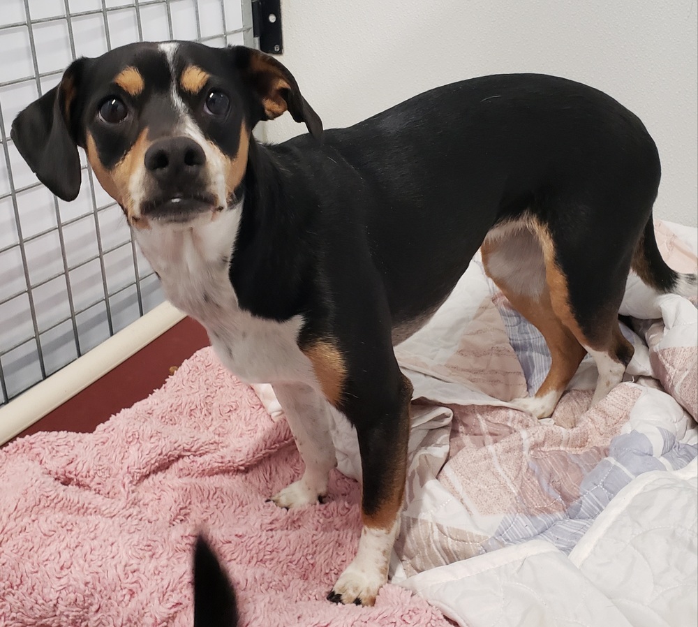 Tiny, an adoptable Chihuahua, Beagle in Challis, ID, 83226 | Photo Image 1