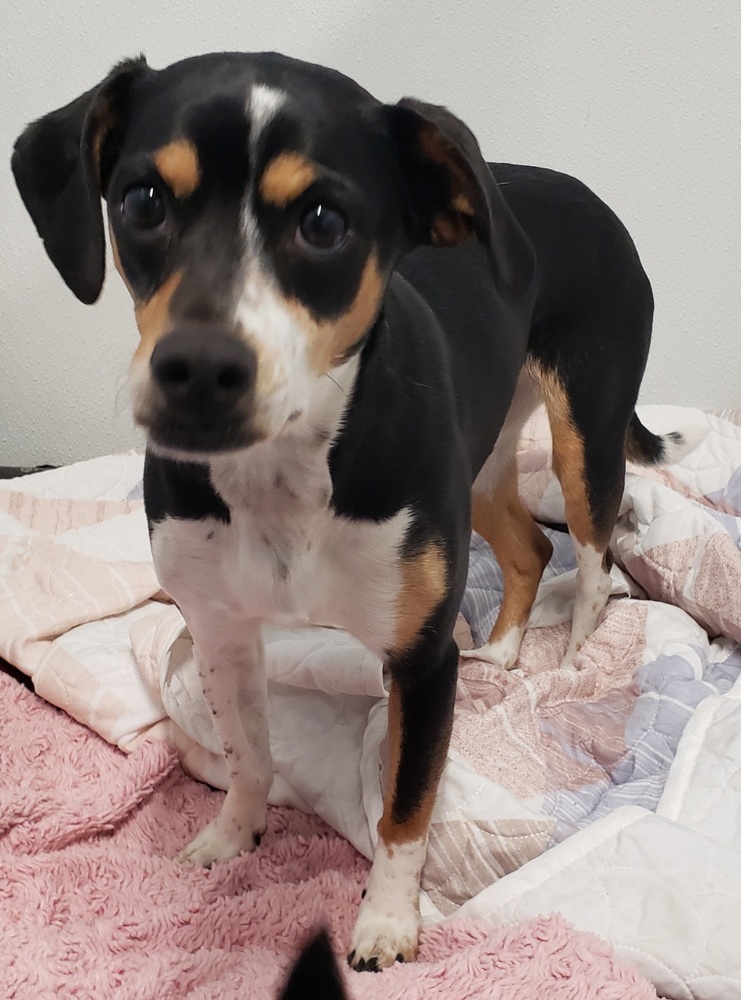 Tiny, an adoptable Chihuahua, Beagle in Challis, ID, 83226 | Photo Image 2