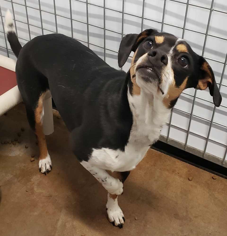 Tiny, an adoptable Chihuahua, Beagle in Challis, ID, 83226 | Photo Image 3
