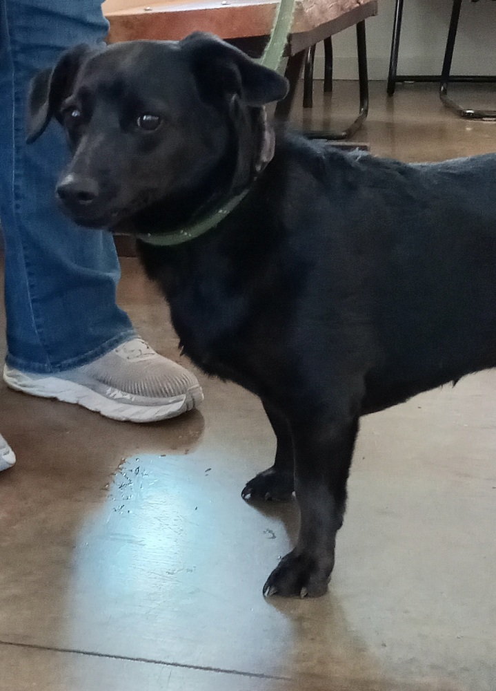 Love, an adoptable Mixed Breed, Labrador Retriever in Challis, ID, 83226 | Photo Image 1