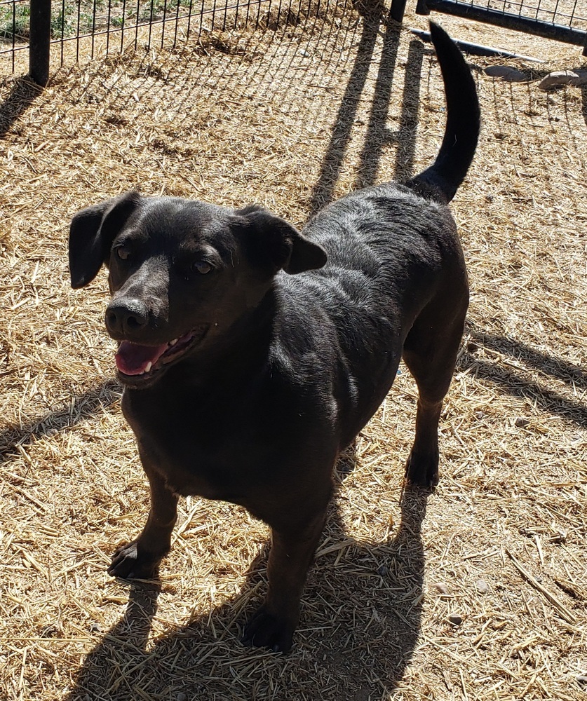 Love, an adoptable Mixed Breed, Labrador Retriever in Challis, ID, 83226 | Photo Image 1