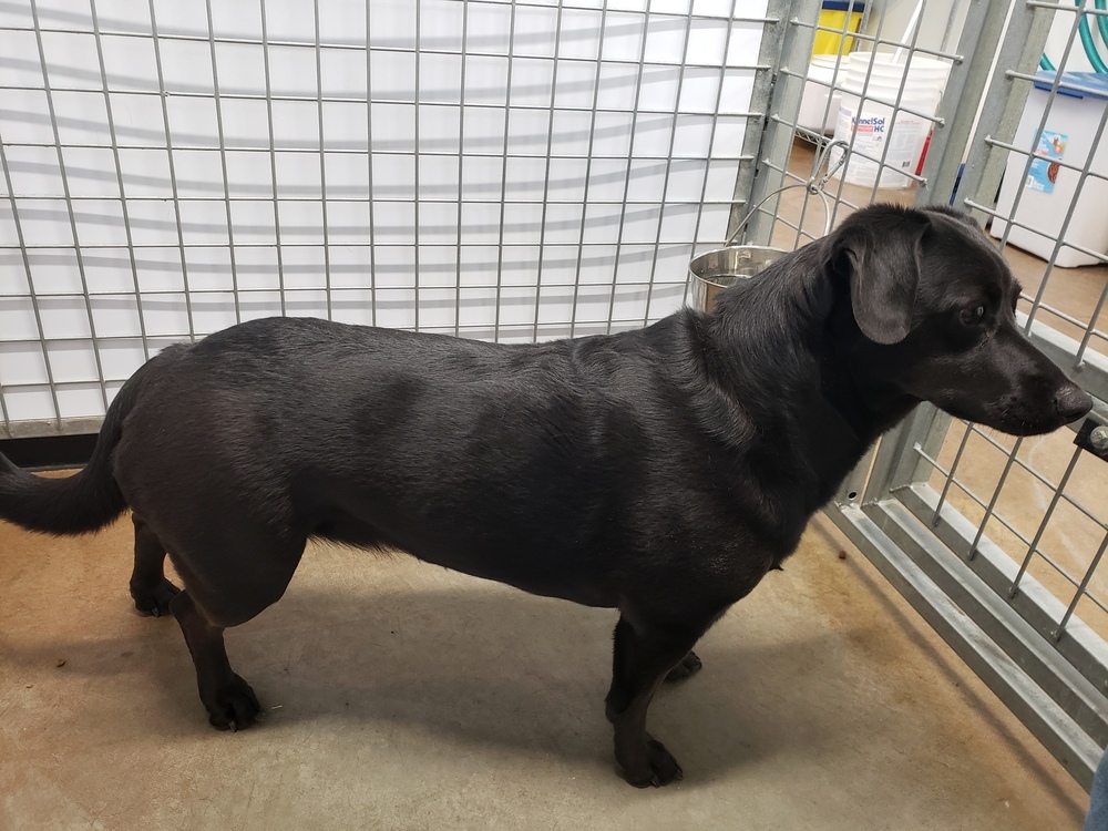 Love, an adoptable Mixed Breed, Labrador Retriever in Challis, ID, 83226 | Photo Image 2