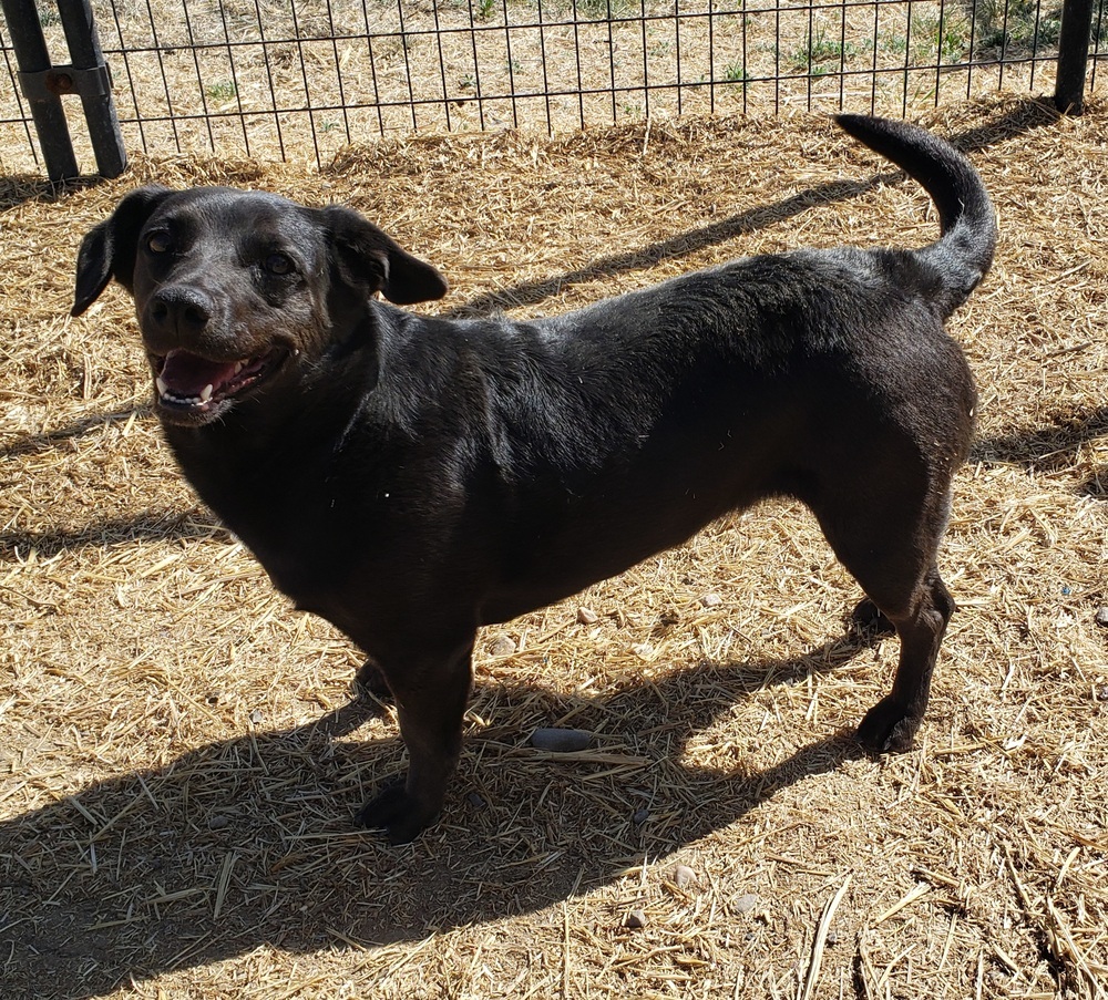 Love, an adoptable Mixed Breed, Labrador Retriever in Challis, ID, 83226 | Photo Image 2