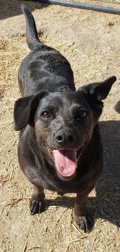 Love, an adoptable Mixed Breed, Labrador Retriever in Challis, ID, 83226 | Photo Image 3