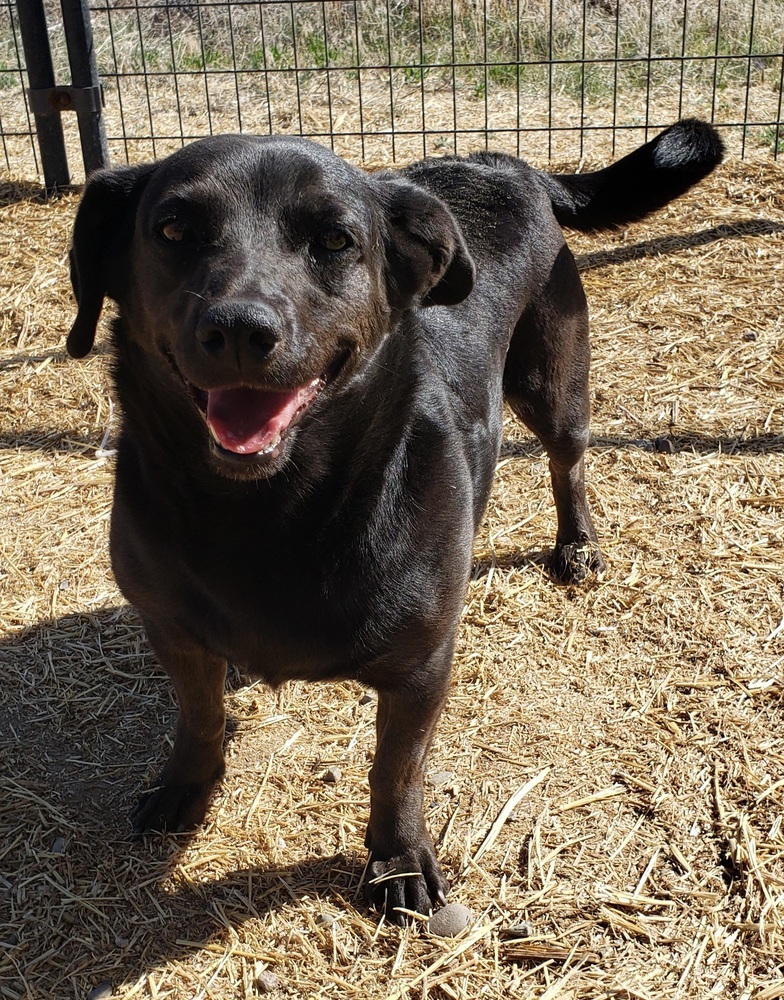 Love, an adoptable Mixed Breed, Labrador Retriever in Challis, ID, 83226 | Photo Image 4