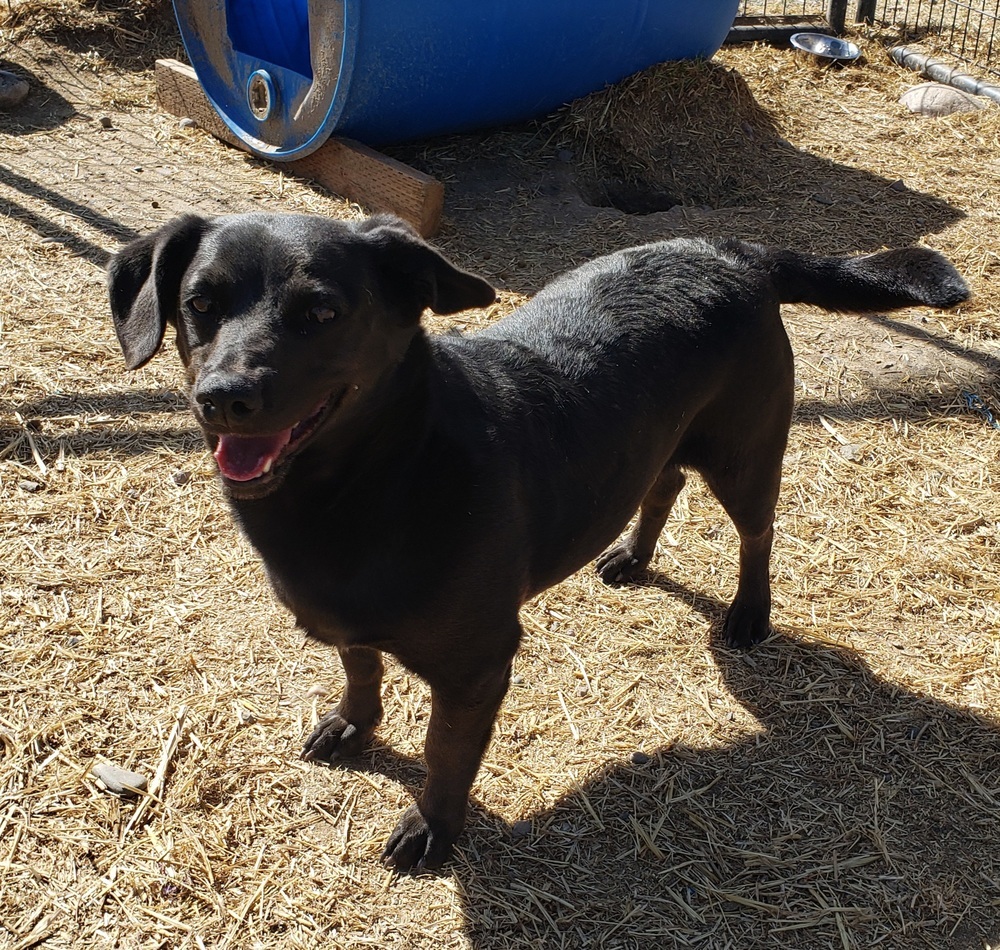 Love, an adoptable Mixed Breed, Labrador Retriever in Challis, ID, 83226 | Photo Image 5