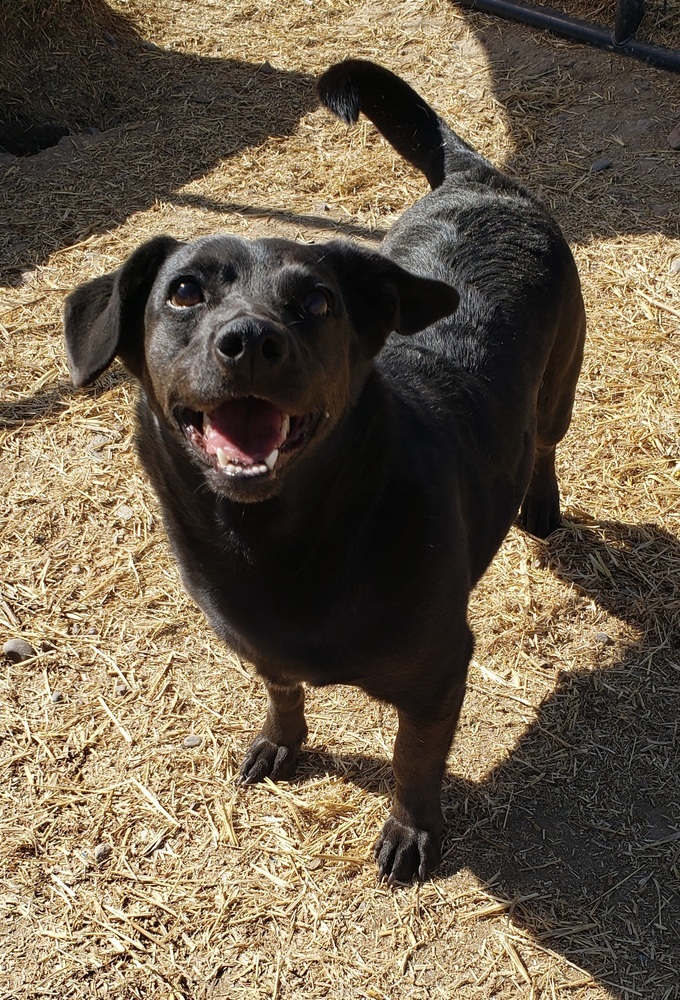 Love, an adoptable Mixed Breed, Labrador Retriever in Challis, ID, 83226 | Photo Image 6