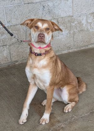 Sady, Young Female Mixed Breed