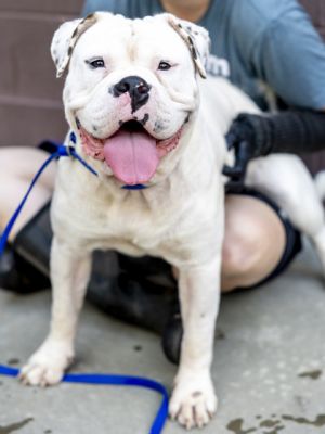 Pedro - IN FOSTER, Adult Male Mixed Breed