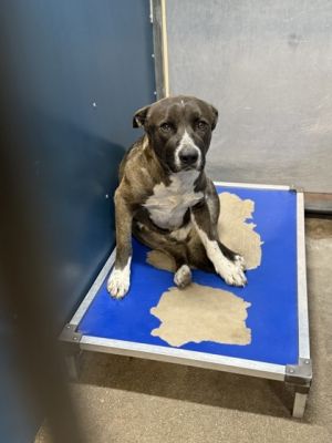 Remington, Adult Male Terrier