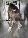 Remington photo 3