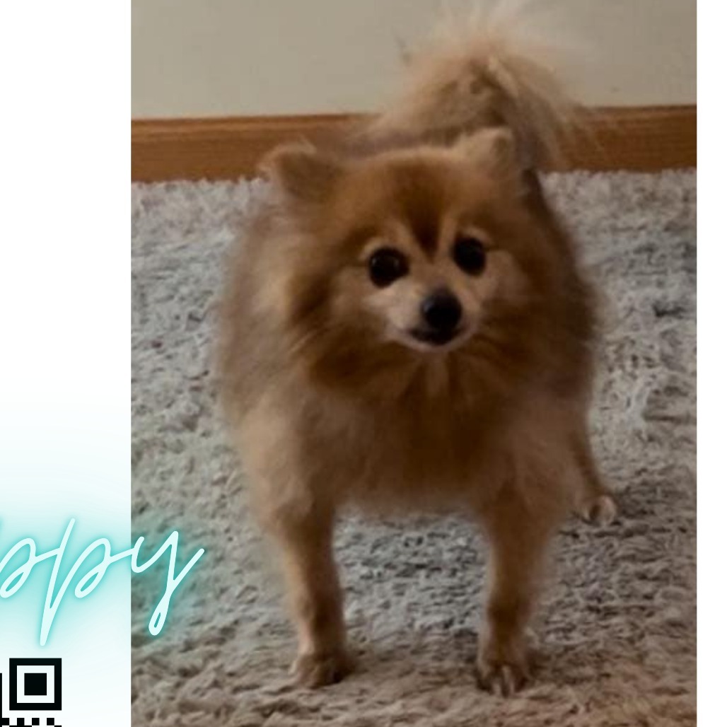 Scrappy