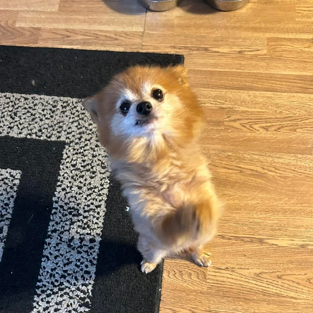 Scrappy