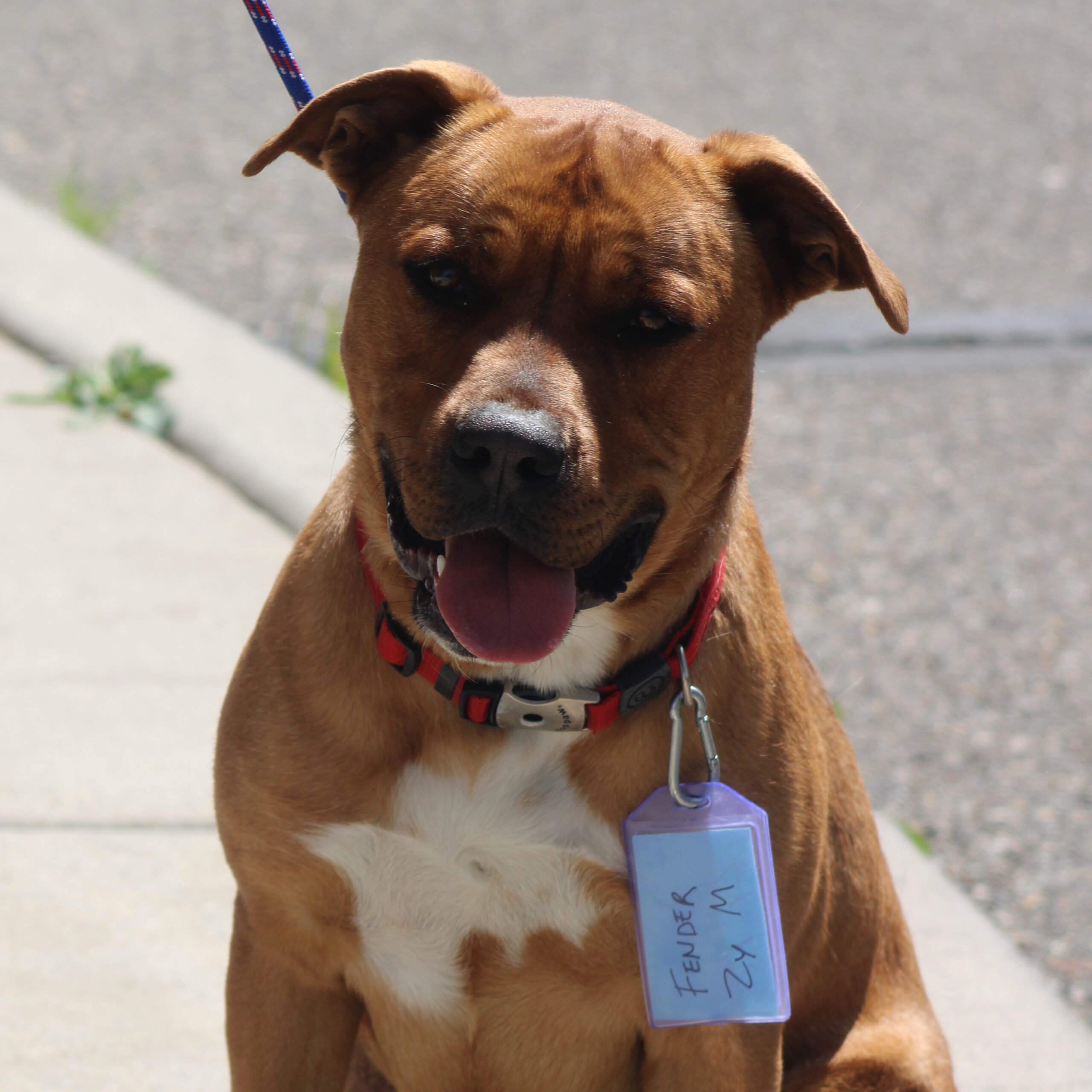 Fender, an adoptable Yellow Labrador Retriever, Pit Bull Terrier in Grand Junction, CO, 81503 | Photo Image 1