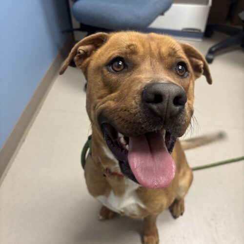 Fender, an adoptable Yellow Labrador Retriever, Pit Bull Terrier in Grand Junction, CO, 81503 | Photo Image 2