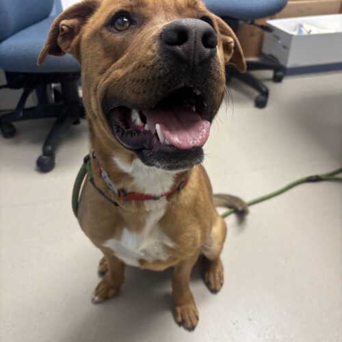 Fender, an adoptable Yellow Labrador Retriever, Pit Bull Terrier in Grand Junction, CO, 81503 | Photo Image 4