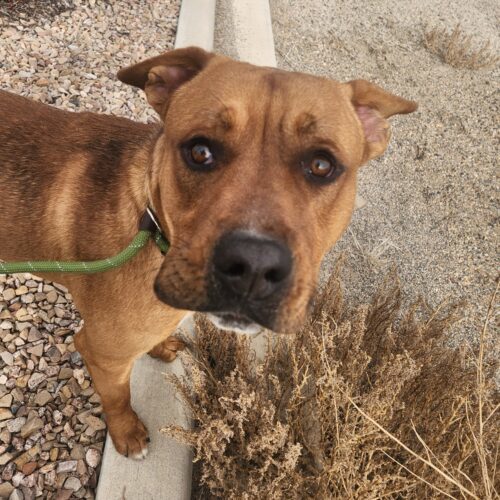Fender, an adoptable Yellow Labrador Retriever, Pit Bull Terrier in Grand Junction, CO, 81503 | Photo Image 5