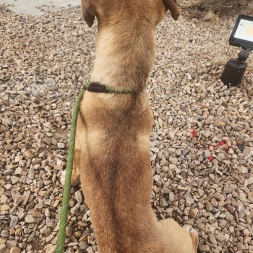 Fender, an adoptable Yellow Labrador Retriever, Pit Bull Terrier in Grand Junction, CO, 81503 | Photo Image 6