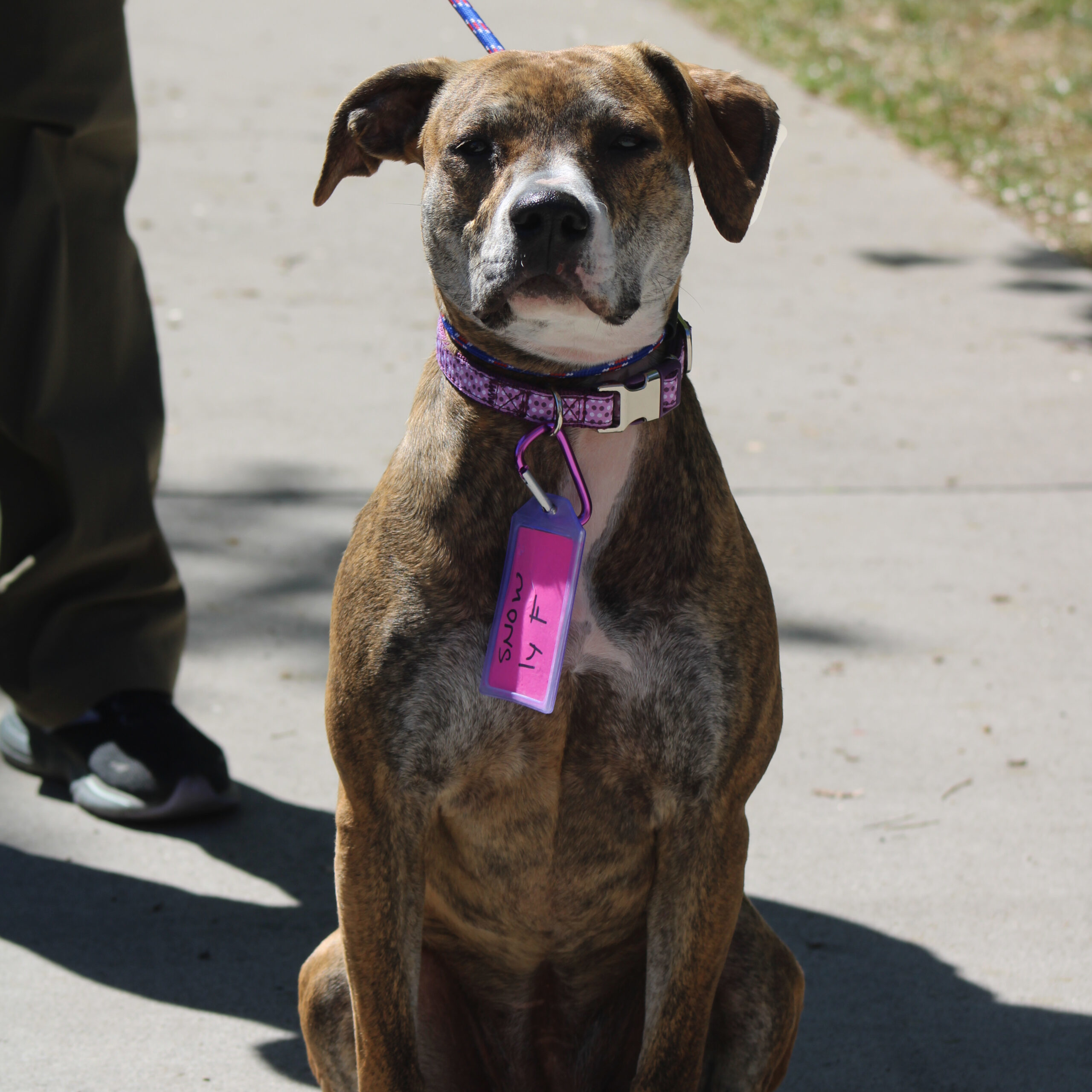 Snow, an adoptable American Staffordshire Terrier, Mixed Breed in Grand Junction, CO, 81503 | Photo Image 1