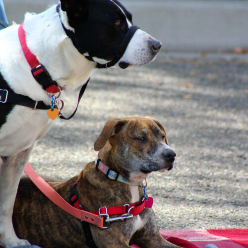 Snow, an adoptable American Staffordshire Terrier, Mixed Breed in Grand Junction, CO, 81503 | Photo Image 2