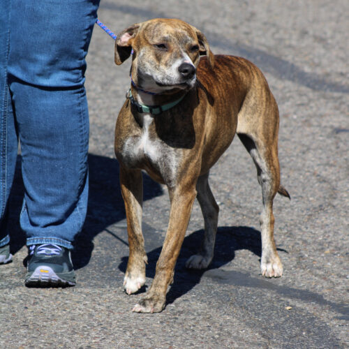 Snow, an adoptable American Staffordshire Terrier, Mixed Breed in Grand Junction, CO, 81503 | Photo Image 3