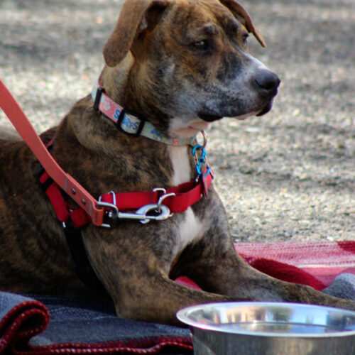 Snow, an adoptable American Staffordshire Terrier, Mixed Breed in Grand Junction, CO, 81503 | Photo Image 6