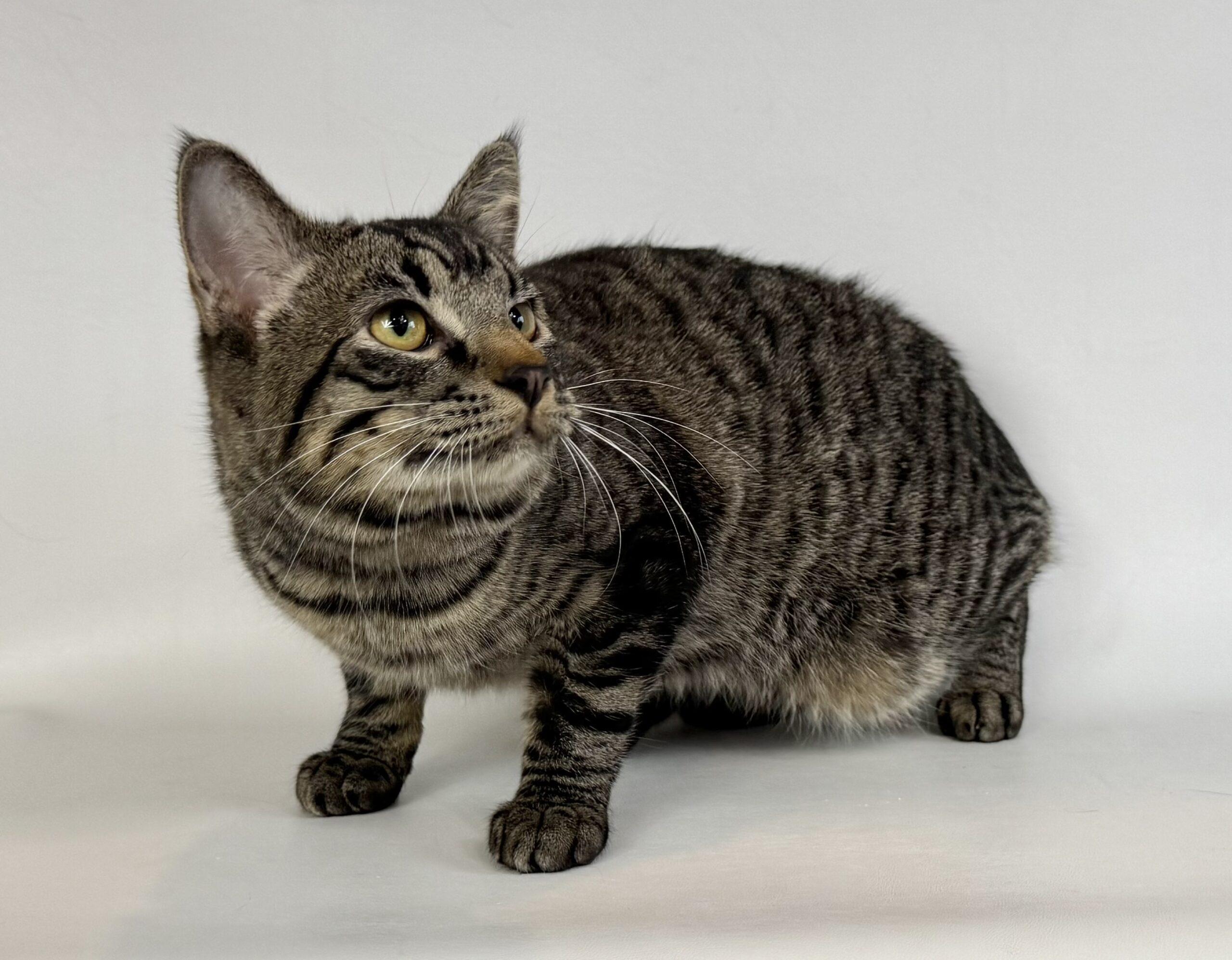Kit Kat, an adoptable Domestic Short Hair in Dillon, MT, 59725 | Photo Image 1