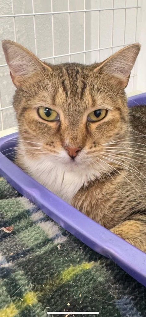 Honey, an adoptable Domestic Short Hair in Brookings, OR, 97415 | Photo Image 1